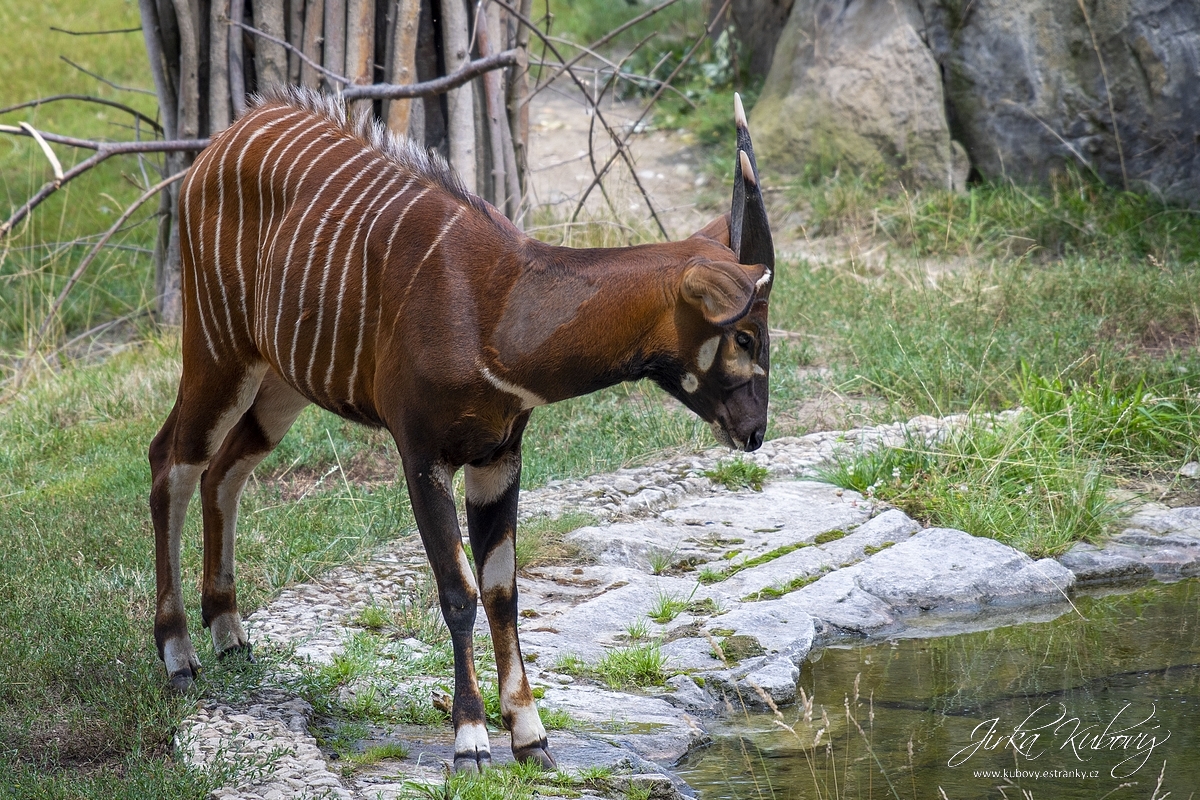 ZOO v červenci (09)