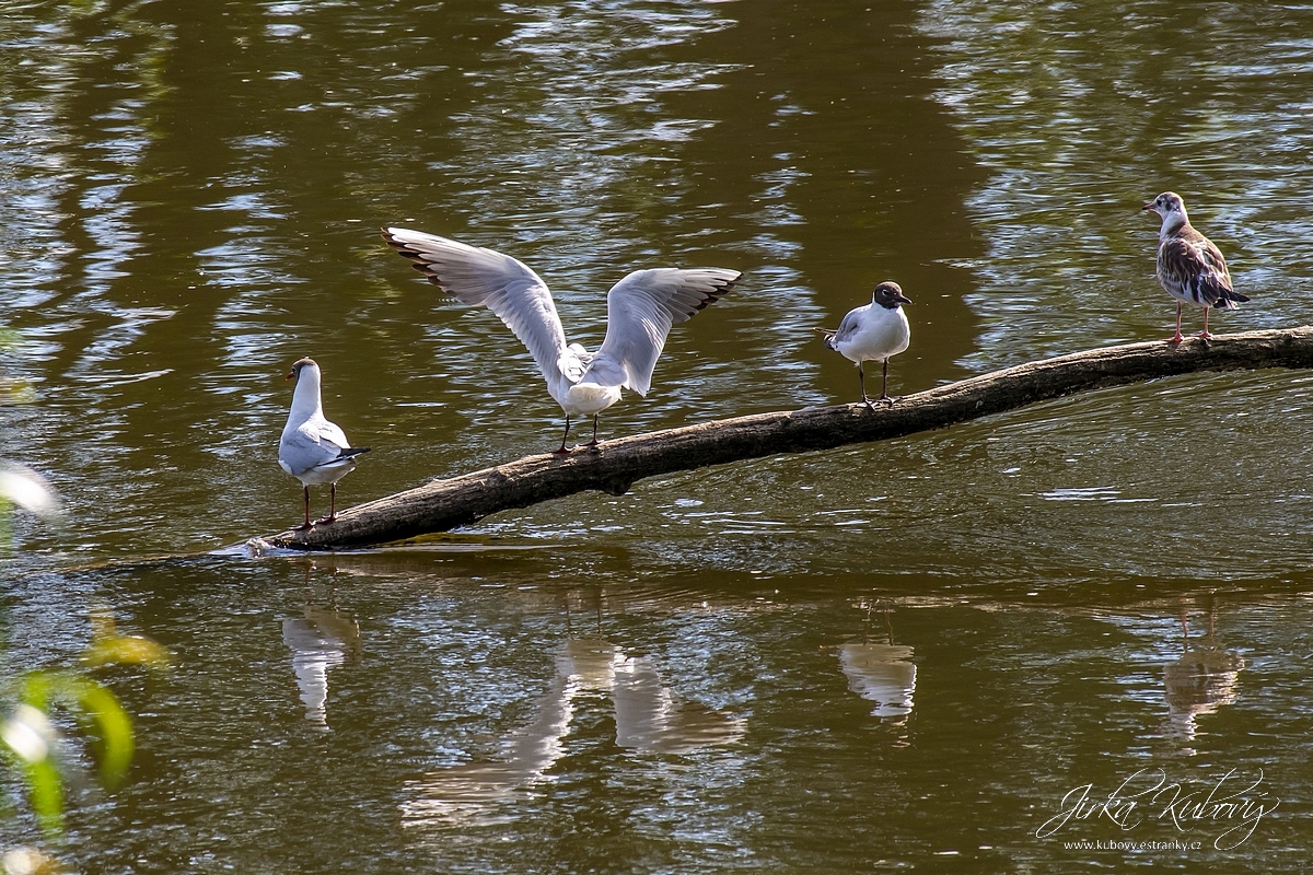 U Vltavy (02)