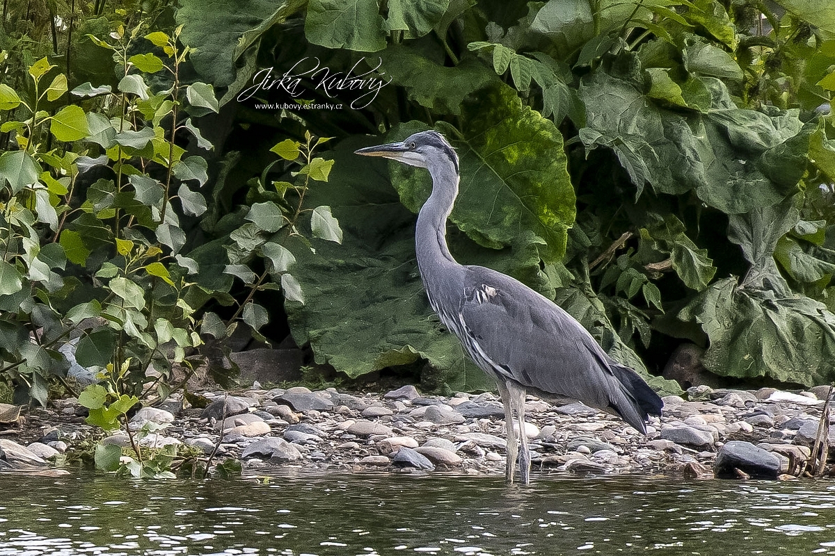 U Vltavy (05)
