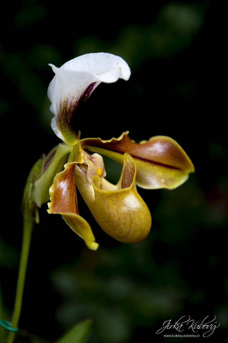 Orchideje (02)