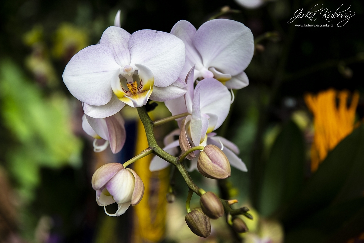 Orchideje (09)