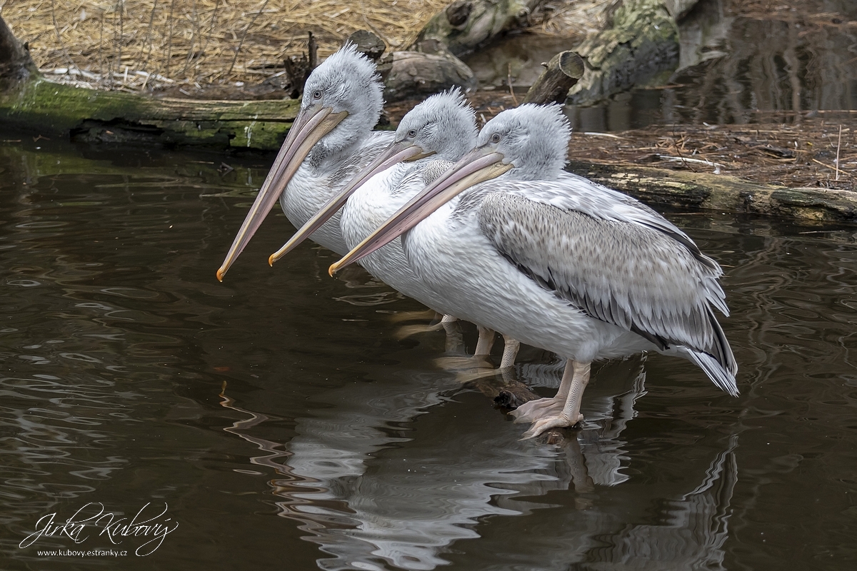 ZOO Praha (02)