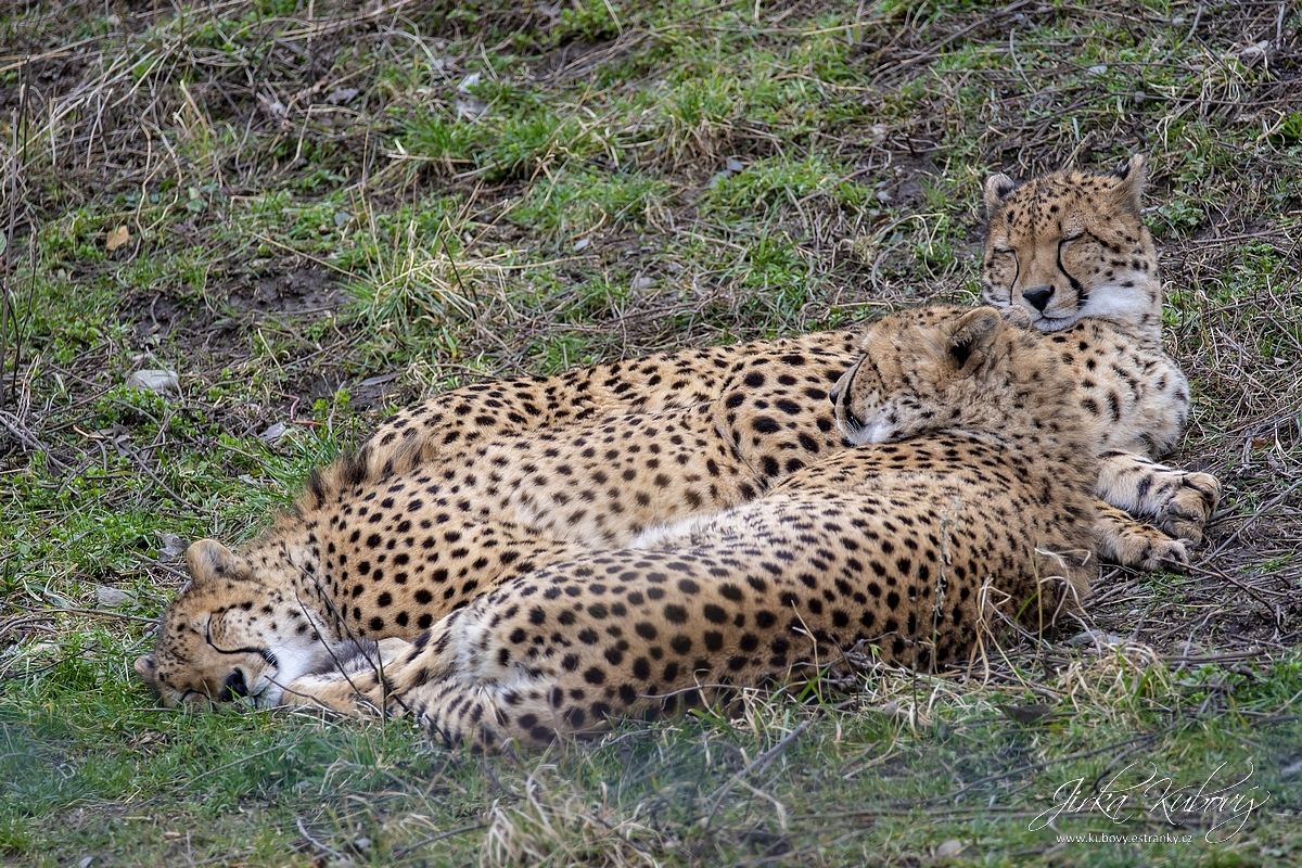 ZOO Praha (06)