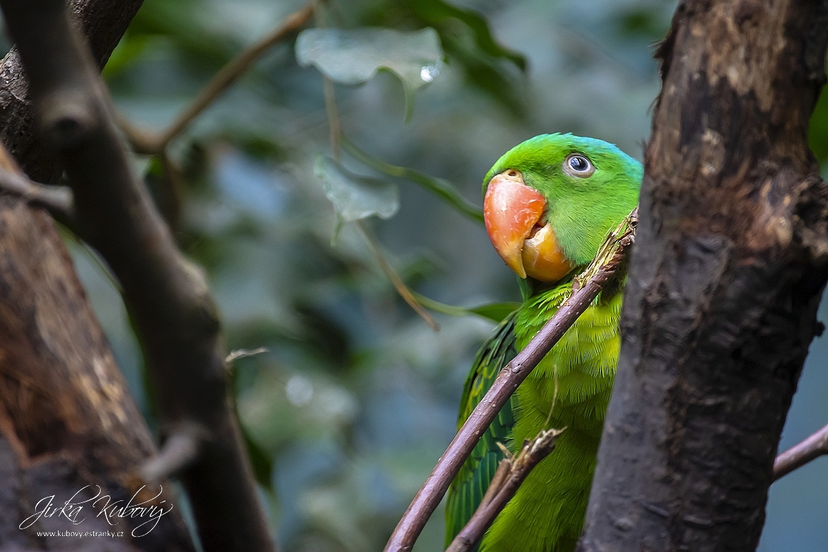 ZOO Praha (10)