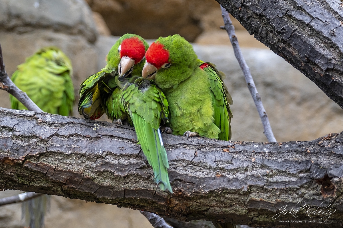 ZOO Praha (12)