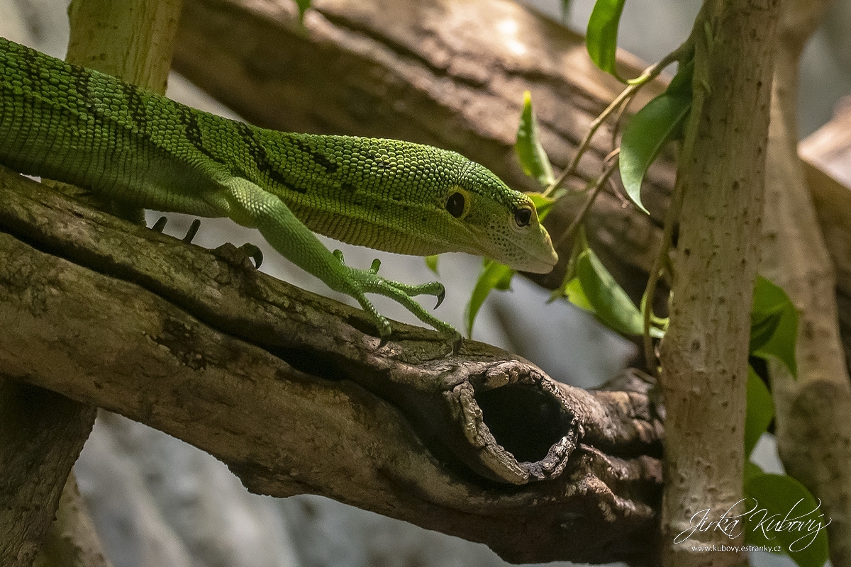 ZOO Praha (14)