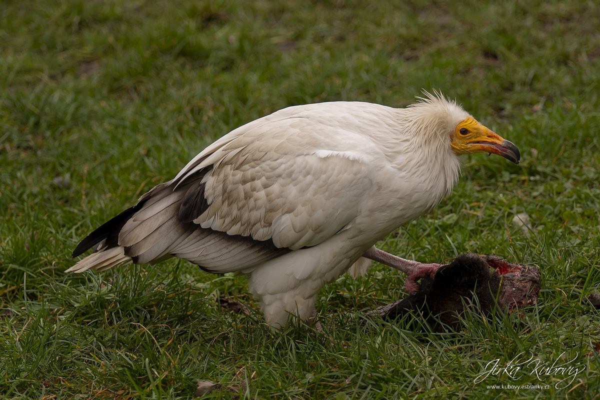 ZOO Praha (15)