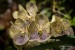 Orchideje (08)