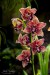 Orchideje (03)