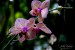 Orchideje (04)